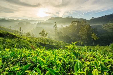 Ayurveda India plantación té