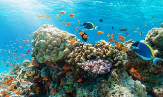 snorkel en Tenerife 